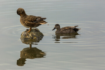 Mallard in spring in Aiguamolls De L Emporda Nature Park, Spain