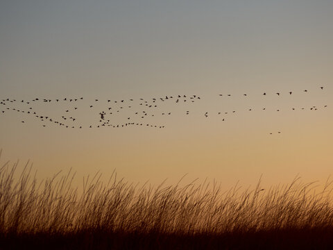 A flock cormorants flying during sunrise on Kinburn Spit,  Mykolaiv Oblast, Ukraine.