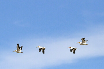 geese in flight