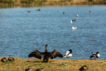 Cormorant in spring in Aiguamolls De L'Emporda Nature Reserve, Spain