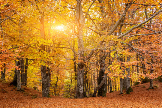 Beautiful forest with golden foliage in autumn park. Golden Autumn