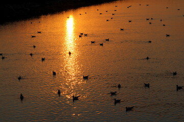 Sunset on the calm water of tha saline