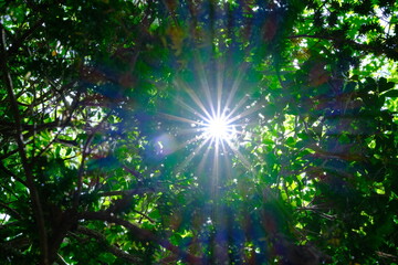 木漏れ日