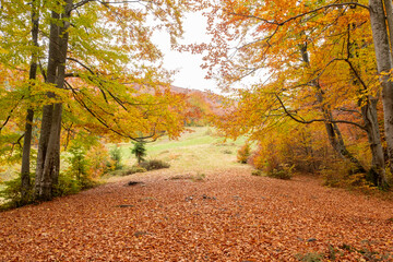 Yellowed trees and fallen leaves in the forest in late autumn