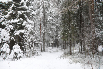 Winter landscape. Forest under the snow. Winter in the park.