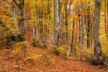 Magnificent golden autumn in the mountains. Warm sunny day.