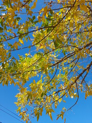 Àrbol de Acacia en el parque  para sombra en lugares urbanos con sus hojas amarillas en otoño y ramas largas, forma un bello y original diseño natural  con fondo del cielo azul 