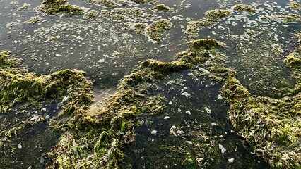 nature ecology throws algae ashore polluting the beach prickly dark algae swim back into the sea and serve as food for fish without creating an environmental disaster dirty green and brown plants