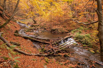 Fototapeta na wymiar Mountain stream flows in the autumn forest. Forest stream in autumn landscape