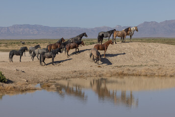 Fototapeta na wymiar Wild Horses at a Desert Waterhole in Utah