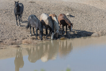 Fototapeta premium Wild Horses at a Desert Waterhole in Utah