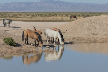 Fototapeta premium Wild Horses at a Desert Waterhole in Utah