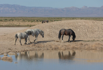 Fototapeta premium Wild Horses at a Desert Waterhole in Utah