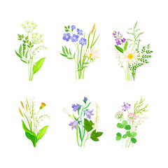 Fototapeta na wymiar Wildflowers Composition with Meadow Plants and Flora Vector Set