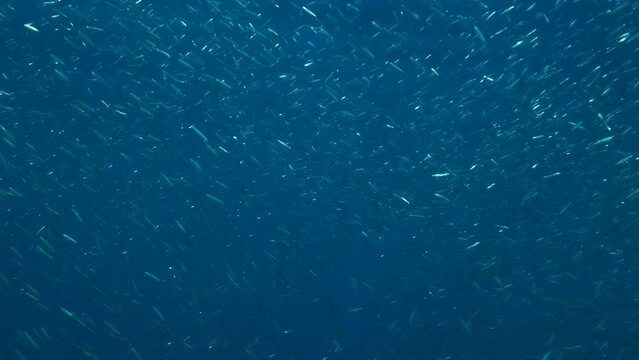 A large shoal of Blue sprat, Delicate round herring or blueback sprat (Spratelloides delicatulus). Massive school of small fish swims in the blue water in sunrays. 4K-60fps