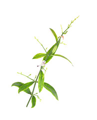Green chiretta or andrographis paniculata plant isolated on white background.