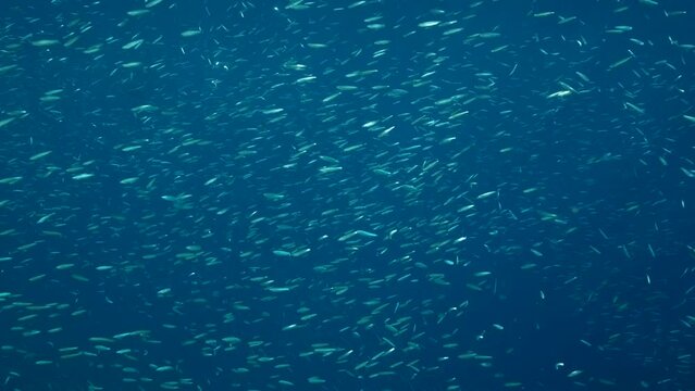 A large shoal of Blue sprat, Delicate round herring or blueback sprat (Spratelloides delicatulus). Massive school of small fish swims in the blue water in sunrays. 4K-60fps
