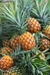 freshly harvest organic pineapple, fresh food background.