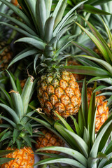 freshly harvest organic pineapple