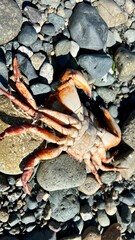 a dead crab is thrown out on the ocean shore, lying on the stones of an ecological disaster Protect nature . High quality photo