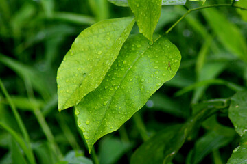 green leaves with water drops