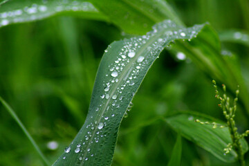 water drops on a grass