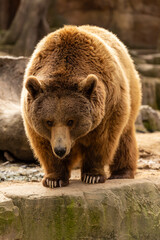 Naklejka na ściany i meble Brown bear on rocks at the zoo Concept of conservation of wildlife in captivity
