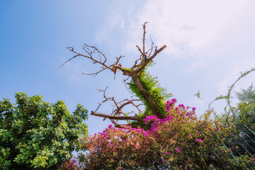 Stunning photo of a dead tree in city park