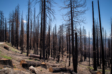 Burned trees in Sequoia National Forest, California © Brian Bownds