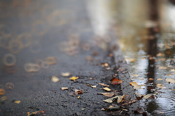 Autumn backgroun rain in the park