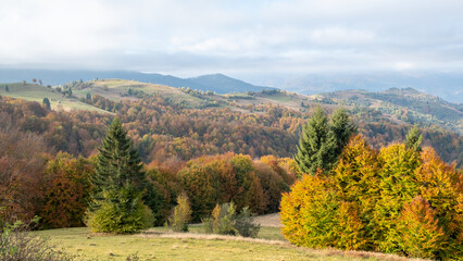 Fototapeta premium carpathian landscape in october. hills and mountain range in warm sunny weather with low clouds in the sky in autumn
