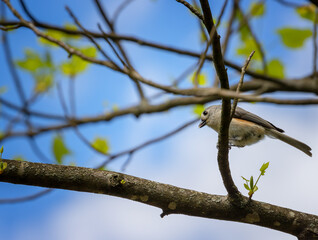 Close up of a small bird sitting in a tree