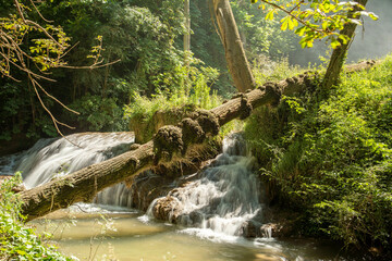 river running through forest with fallen tree