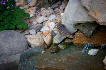 Obraz premium Chipmunk takes a drink from a backyard waterfall.