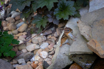 Close up of a cute little chipmunk