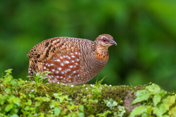 Hill partridge (Arborophila torqueola) at Senchal WLS, Darjeeling, India