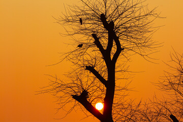 Silhouette of tree and glowing sunset