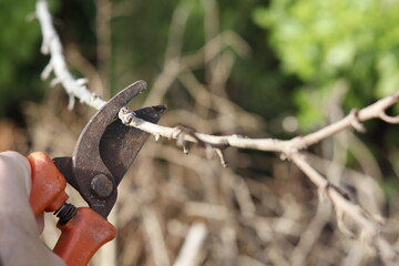 Pruning shears 