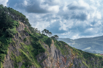 mountain trees