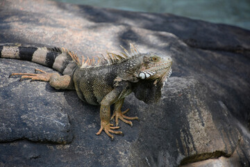 Iguana Lizard on the Edge of a Rock