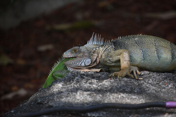 Pair of Iguanas on a Rock Facing Each Other