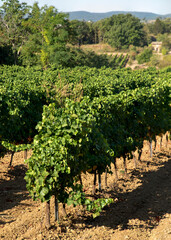 Fototapeta na wymiar A vineyard field in Provence during summer
