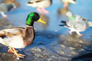 Obraz premium Ducks on the lake in winter, a flock of ducks is preparing to fly to warm countries, wild ducks winter on a warm pond, many birds on the pond