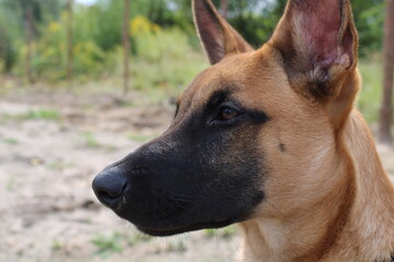 Malinois