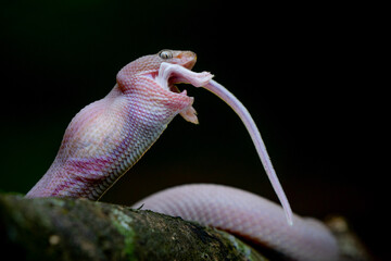 Pink Mangrove Pit Viper Trimeresurus purpureomaculatus Eats a Mouse