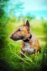 Cute ginger bull terrier sits among the green grass against the blue sky on a clear summer day. Walking with a dog in nature.