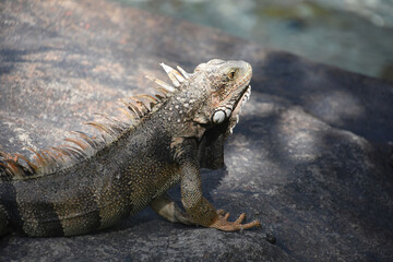 Dark Grey Lizard with Orange Tipped Spikes