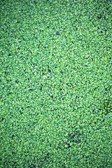 Background from plant clover four leaf. Irish traditional symbol. St.Patrick 's Day.