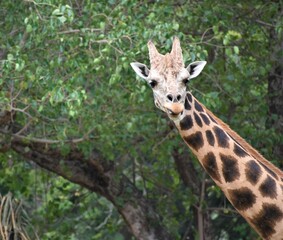 Giraffe looks back in anxiety. The highest animal in the world. Stand with giraffes 