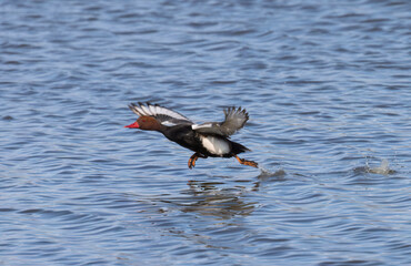 A fast and elegant flight